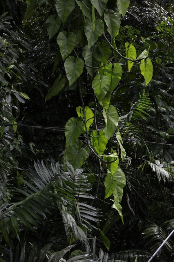 Jade Jungle Resort Teakettle Village 外观 照片